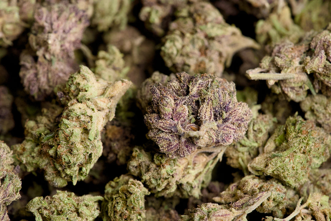 How to Store Hemp Flower So It Stays Fresh (And Actually Works)