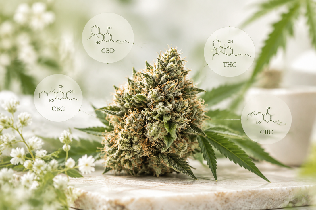 What Is a Cannabinoid? A Simple Beginner’s Guide